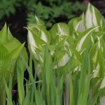 Hostas