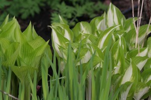 Hostas