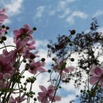 Japanese Anemone Windflower
