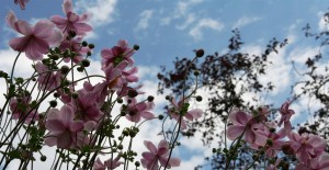 Japanese Anemone Windflower