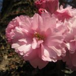 Vancouver Cherry Blossom Festival Prunus Sato Zakura Group ‘Kanzan’