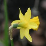 Mini Narcissus