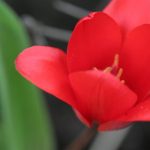 Mini red tulip