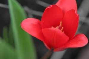 Mini red tulip
