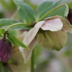 More hellebore buds