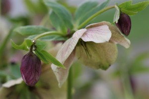 More hellebore buds