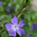 Periwinkle