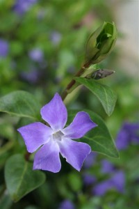 Periwinkle