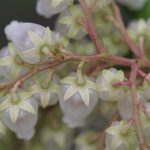 Pieris Japonica