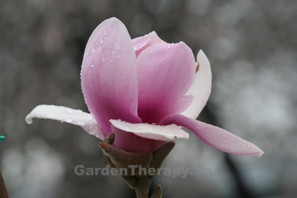 Pink Magnolia Bloom