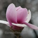 Pink Magnolia Bloom Pink Magnolia Bloom