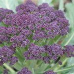 Purple Cape Cauliflower