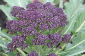 Purple Cape Cauliflower