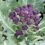 Purple Cauliflower