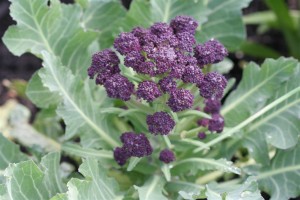 Purple Cauliflower