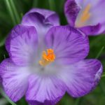 Purple and white crocus