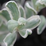 Varigated Sedum