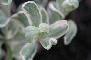 Varigated Sedum
