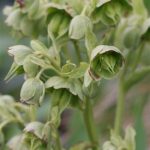 Varigated hellebore