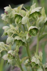 Varigated hellebore