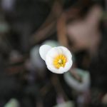Bloodroot or Bloodwort