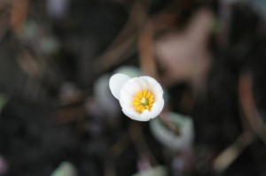 Bloodroot or Bloodwort