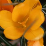 Yellow Crocus