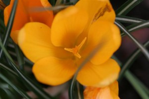 Yellow Crocus