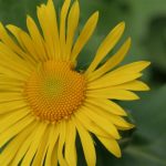 Yellow Daisy