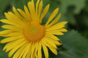 Yellow Daisy