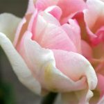 Angelique Tulip