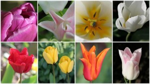 Tulips