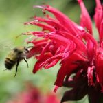 Bee on Bee Balm (Medium)