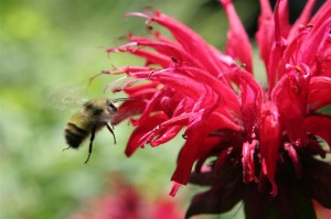 Bee on Bee Balm (Medium)