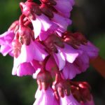 Bergenia still blooming