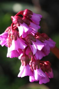 Bergenia still blooming