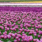 Blooming Tulip Fields Skagit Valley Washington