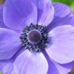 Blue Anemone2