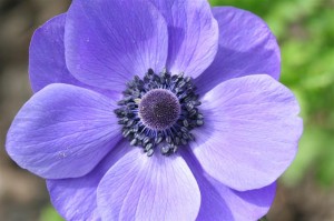 Blue Anemone2
