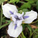 Blue and white Iris