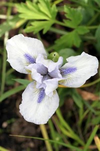Blue and white Iris