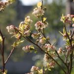 Blueberry will give me lots of fruit this year!