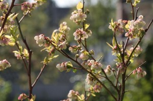 Blueberry will give me lots of fruit this year!