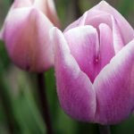 Catherines Radiance Tulips