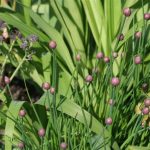 Chives and purple cauliflower