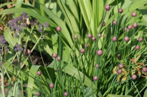 Chives and purple cauliflower