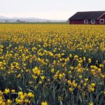Daffodil Farm