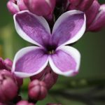 Double Blue Lilac