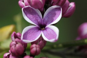 Double Blue Lilac
