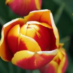 Elite Apledoorn Tulip